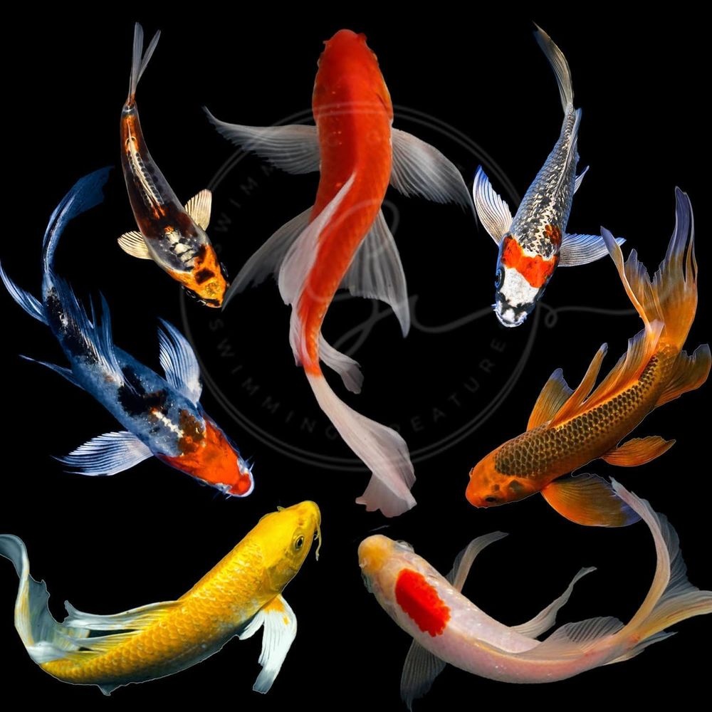 Aquarium Fish In Pond - 池や水槽用のアソートカラー活鯉（3～4匹）-6匹入りパック