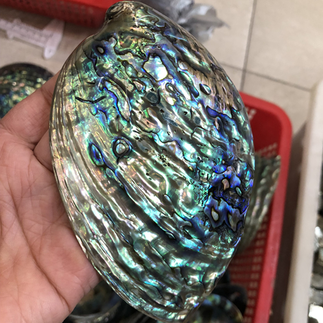 Aquarium Fish New Zealand - ザランドのポリッシュ仕上げのスタンドアロンシェル,手作りの装飾,ジュエリープレート,収納ボックス,ハリーポッター,水槽,1個