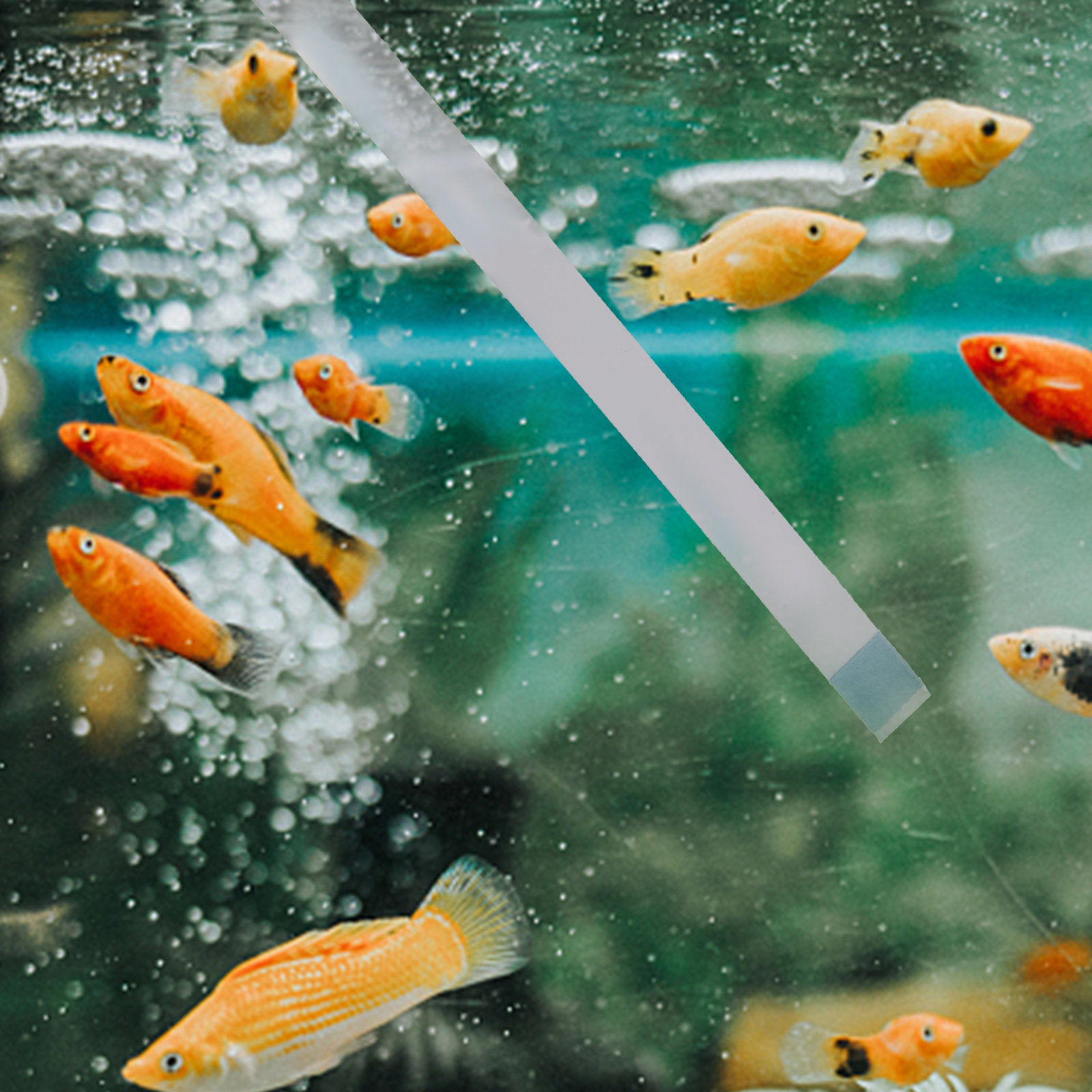 Aquarium Fish In Pond - スイミングプール用テストストリップ、ホットタブ・スパ用pHテスター、池水テストストリップ、水槽用水質検査試薬キット