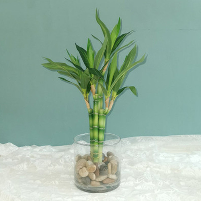 新しい40cm人工ラッキーバンブー多肉植物フェイクプラントフ - Aquarium Fish To Buy のレビューと価格