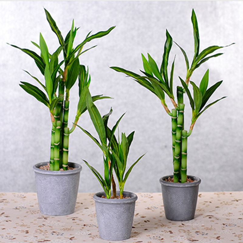 新しい40cm人工ラッキーバンブー多肉植物フェイクプラントフ - Aquarium Fish To Buy のレビューと価格