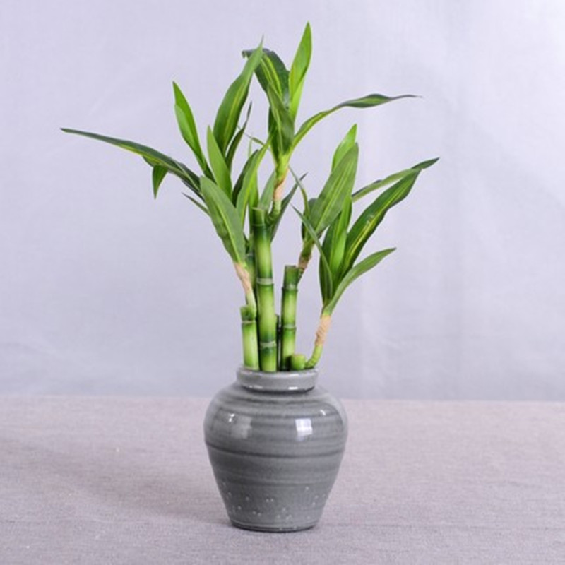 新しい40cm人工ラッキーバンブー多肉植物フェイクプラントフ - Aquarium Fish To Buy のレビューと価格