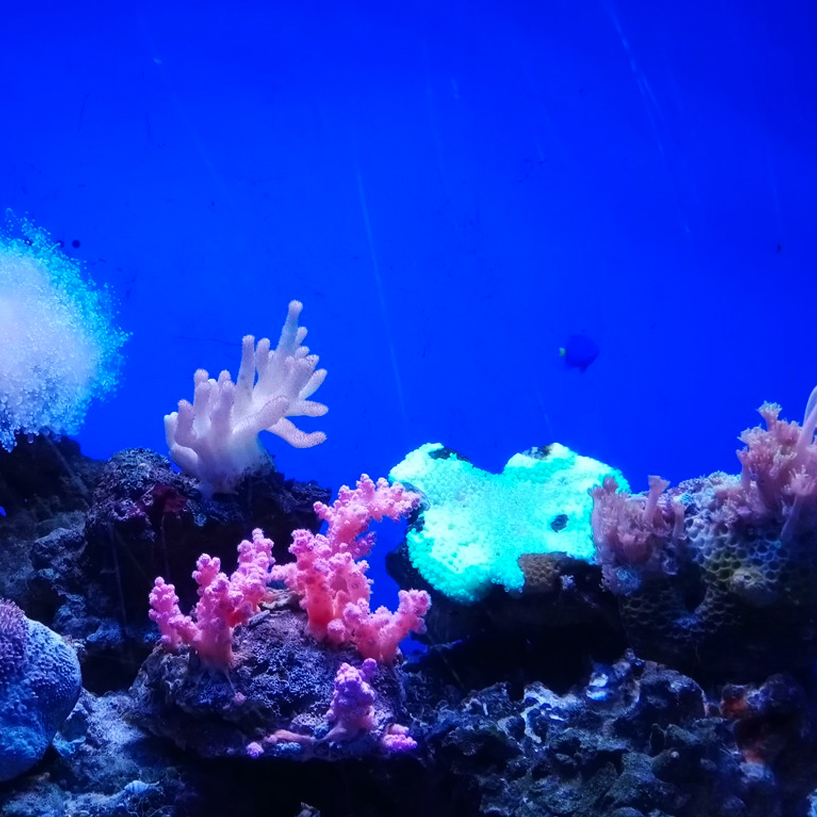 水槽用背景紙 PVC製 自己粘着壁紙 魚タンク用ステッカー  - Aquarium Fish Wallpaper のレビューと価格